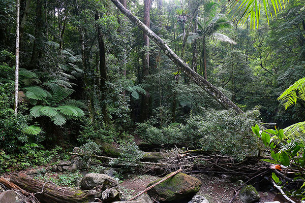 Fallen trees in the forest