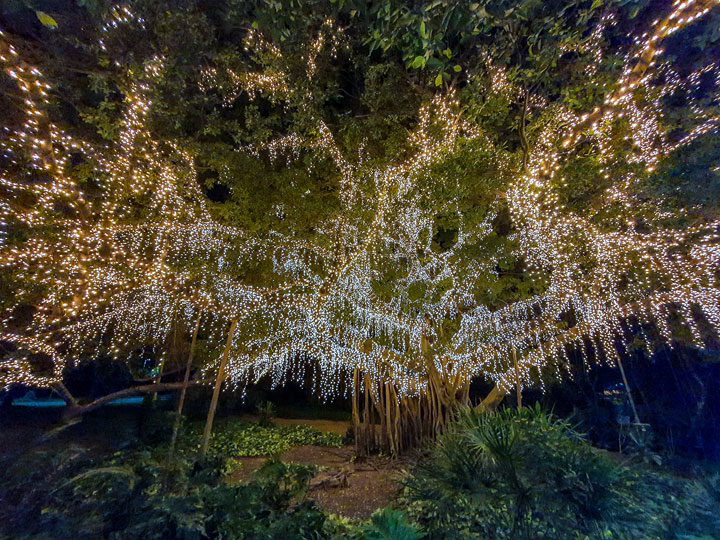 One of the it-up trees at QUT Gardens Point