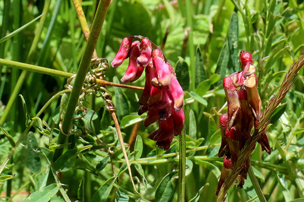 Some of the wildflowers by the roadside