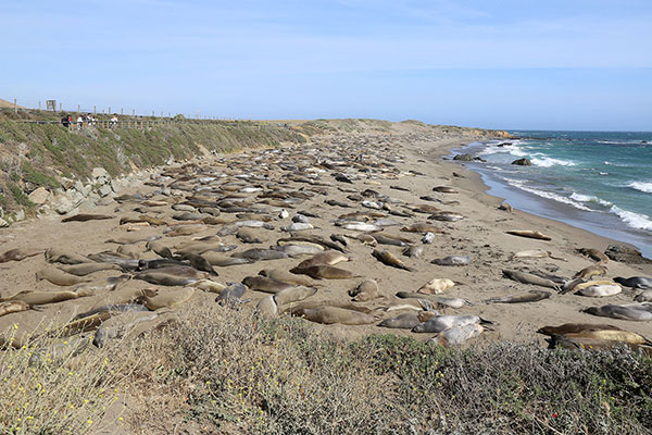 Lots of juvenile Elephant Seals