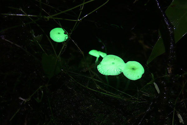 Glow in the dark mushrooms