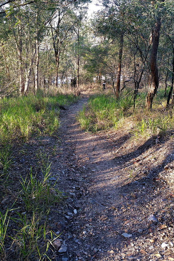 Walking up Mount Gravatt