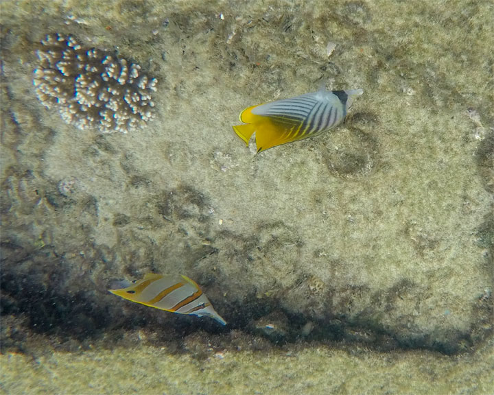 Snorkelling at Tangalooma Wrecks on Moreton Island