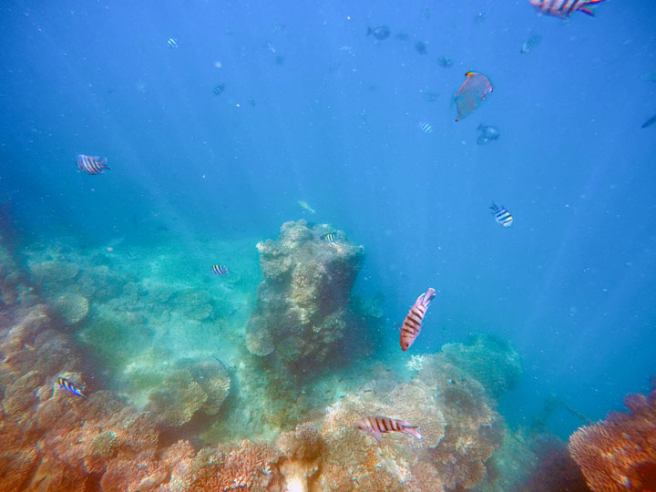 Snorkelling at Tangalooma Wrecks on Moreton Island