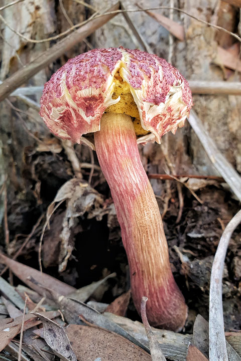 Funguses at Brown Lake, Stradbroke Island