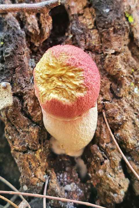 Funguses at Brown Lake, Stradbroke Island