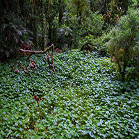 A clearing in the rainforest, Lamington National Park