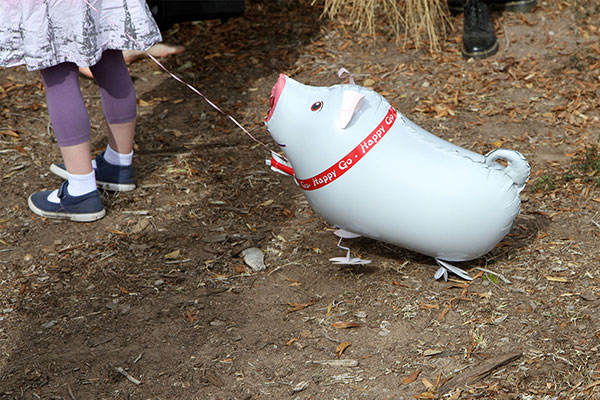 A hog at Hogswatch in July