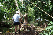 Bronwen’s Dad chopping the tree