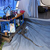 A goanna in a tent, Woodford Folk Festival