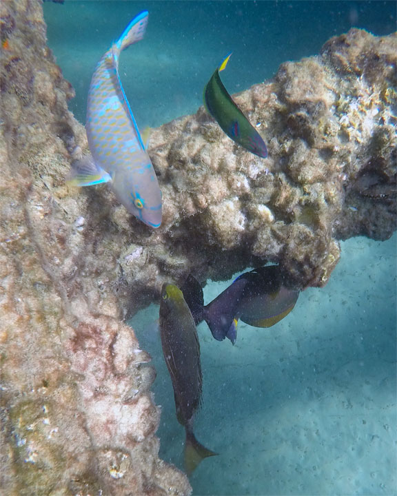 Snorkelling at Tangalooma Wrecks on Moreton Island