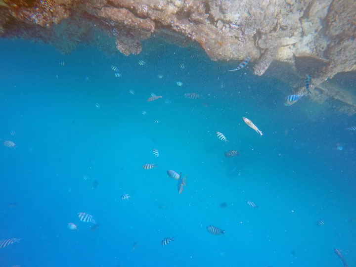 Snorkelling at Tangalooma Wrecks on Moreton Island