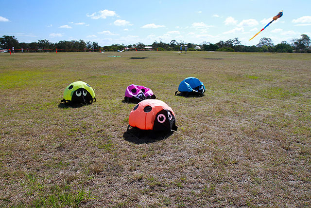 Bugs at Brisbane Kite Festival