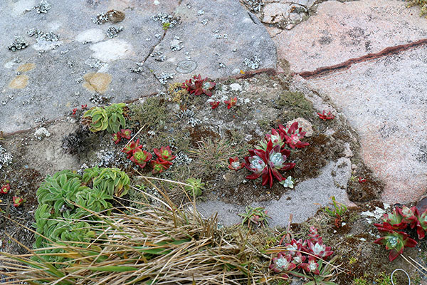 Some of the many flowers at Point Reyes National Seashore