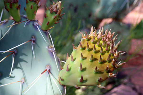 One of the many cactuses in Zion Canyon