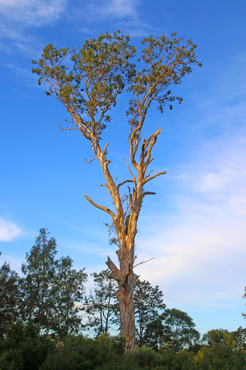 A fantastic tree at Tillack Park