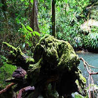 Coomera Creek