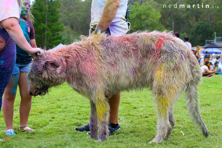 Brisbane Holi Celebrations