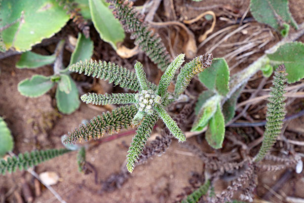 Some of the many flowers at Point Reyes National Seashore