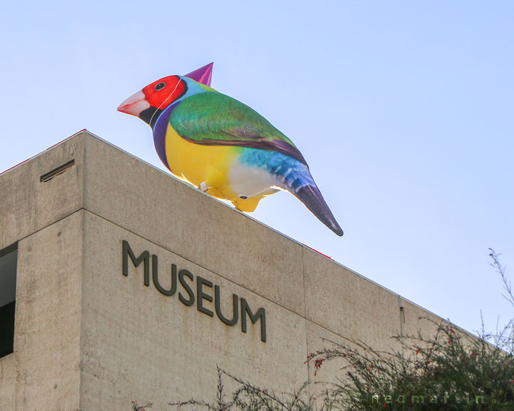 Messenger Birds, Brisbane Festival, Brisbane Museum