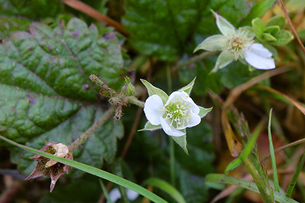 Some of the many flowers at Point Reyes National Seashore