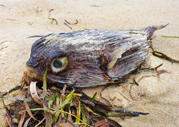 “Land Snorkelling” on Stradbroke Island