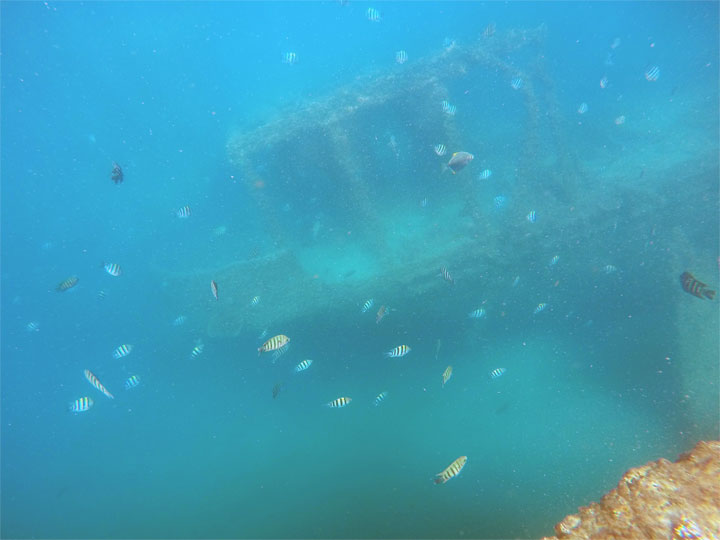 Snorkelling at Tangalooma Wrecks on Moreton Island