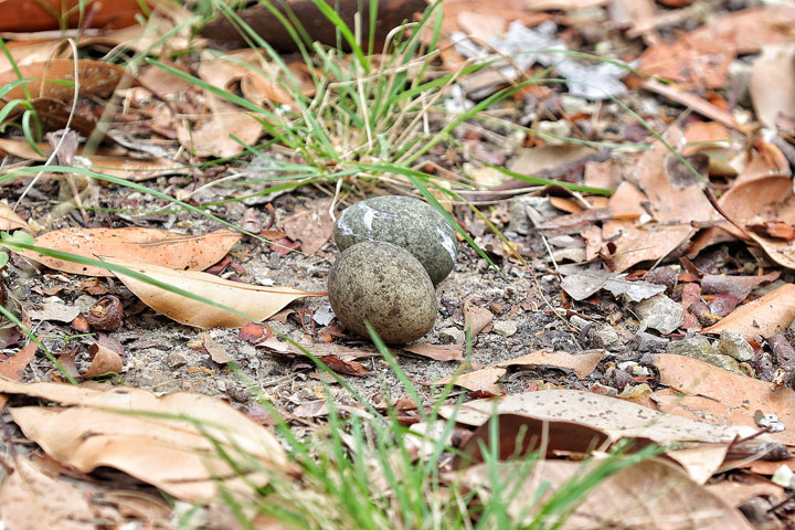 Curlew eggs, Stradbroke Island