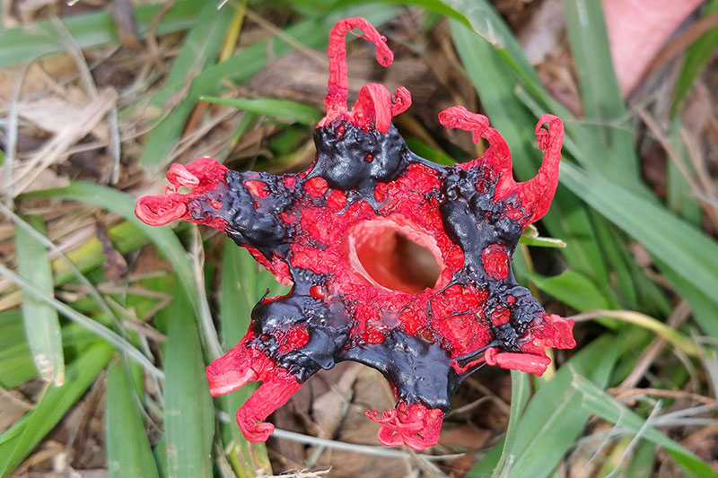 Anemone Stinkhorn