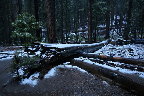 The Mariposa Grove in the snow