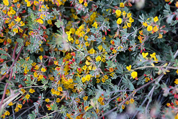 Some of the many flowers at Point Reyes