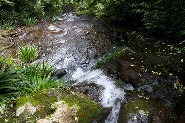 A creek flows through moss covered rocks