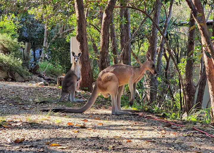 Curious Kangaroos