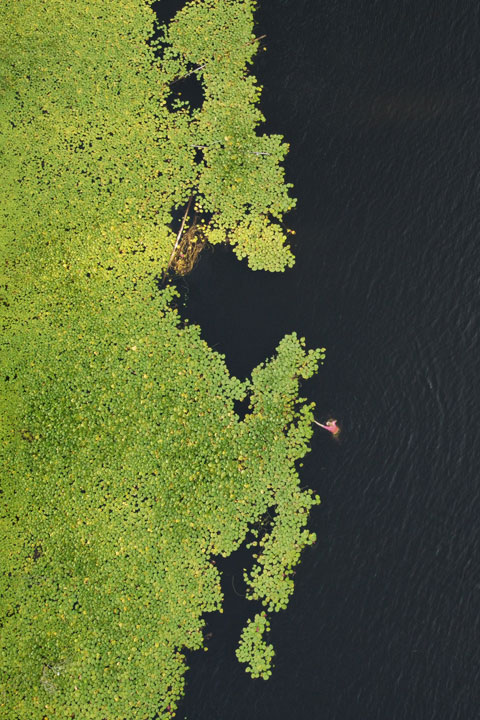 Bronwen swimming amongst the lilypads, Enoggera Reservoir