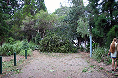 Bronwen and a fallen tree in the Brisbane Botanic Gardens