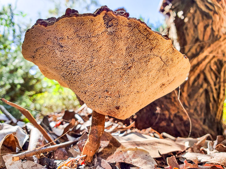 Funguses at Brown Lake, Stradbroke Island