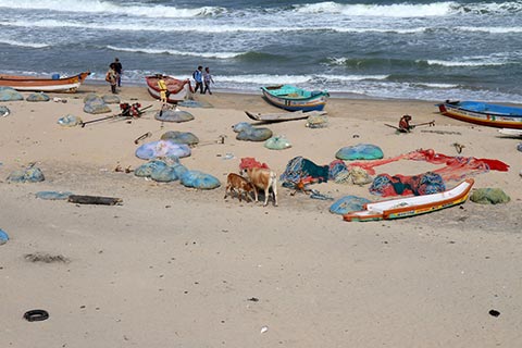 Cows, as in most places in India, go about their daily business