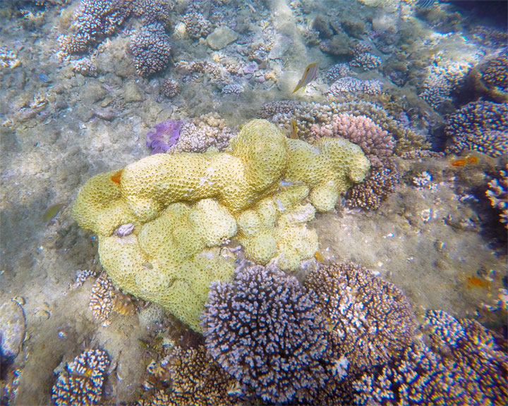 Snorkelling at Tangalooma Wrecks on Moreton Island