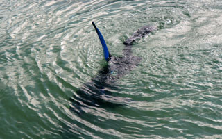 A human shark, Sydney