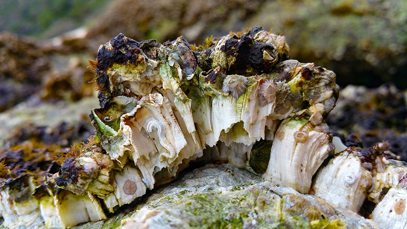 Teeth shells