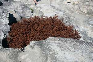 Sculpture by the Sea