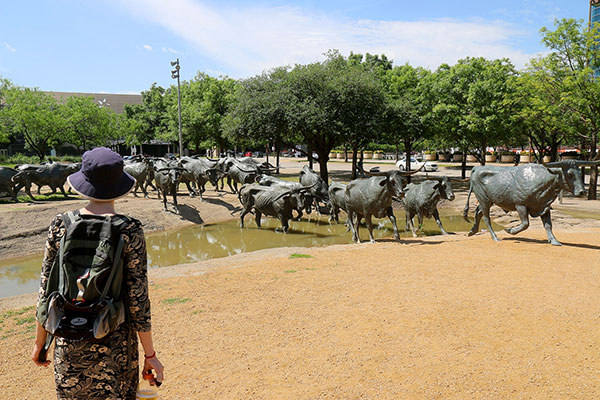 Bronwen and many cows