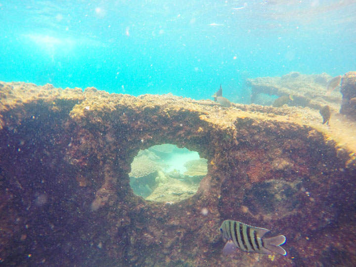 Snorkelling at Tangalooma Wrecks on Moreton Island