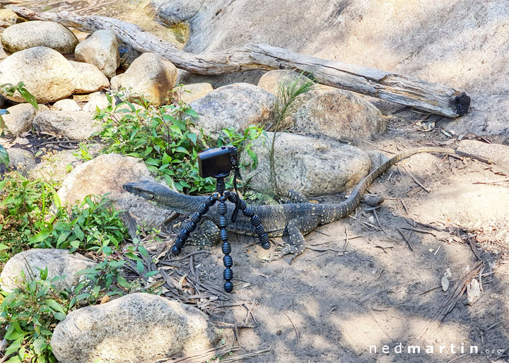 Goanna sets up the shot…