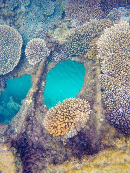 Snorkelling at Tangalooma Wrecks on Moreton Island