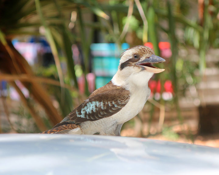 A kookaburra — Adder Rock