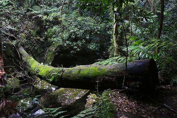 An old log lies across the creek