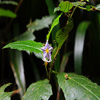 A flower in the rainforest, Lamington National Park