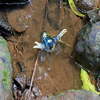 Scary Alien in Coomera Creek