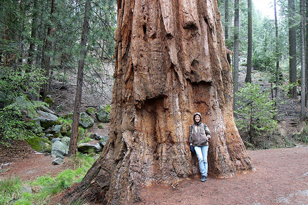 Bronwen showing off how large a tree is